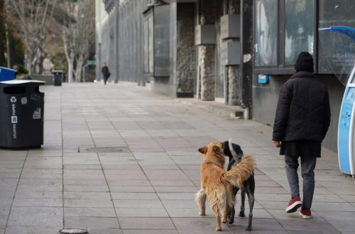 Tbilisinin sahibsiz itləri və pişikləri sağ qalmaq üçün mübarizə aparır