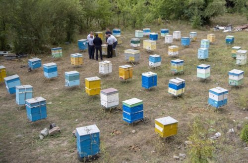 Azərbaycanda arıların sayı azalıb