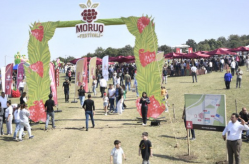 Azərbaycanda ilk dəfə “Moruq Festivalı” keçirilir