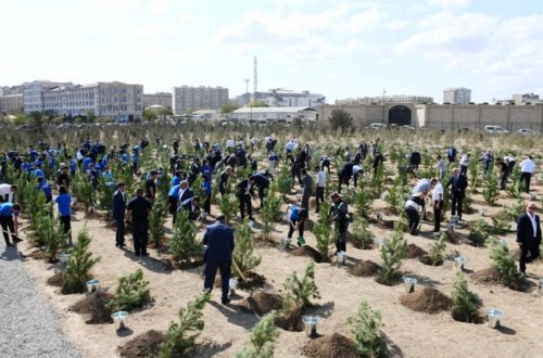 Bakıda Anım Günü ilə əlaqədar ağacəkmə aksiyası keçirilib